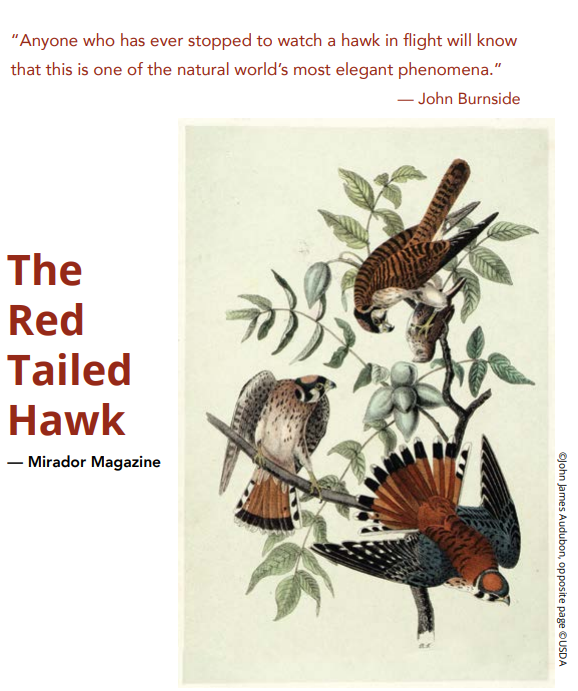 SINGLE ISSUE: VOLUME 9: PAINT AND PRAIRIE